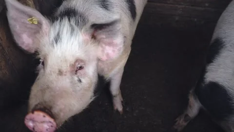 Pigs On A Farm Stock Footage 172246141