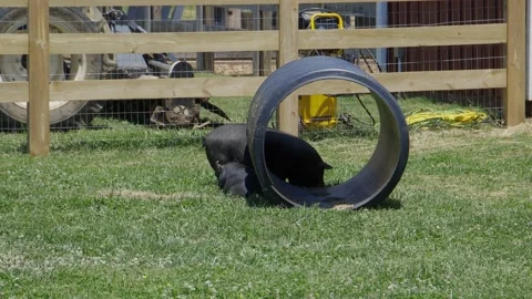 Pigs on farm Video stock 198073931