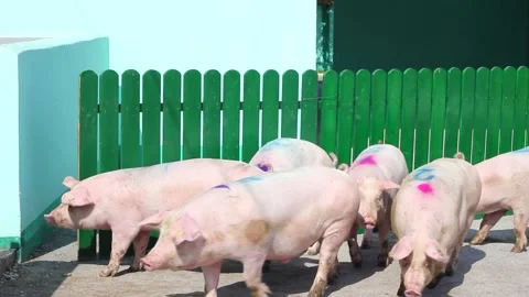 Pigs in the farm Stock Footage 248071162