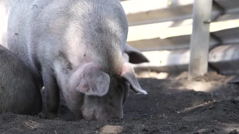 Pigs on the farm Stock Footage 265070602