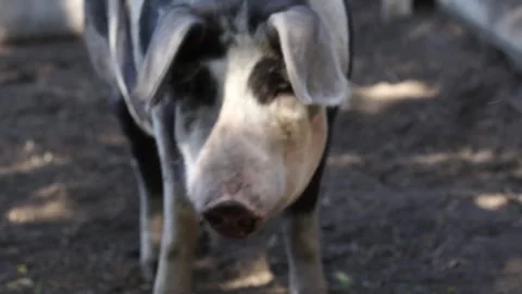 Pigs on the farm Stock Footage 265070638