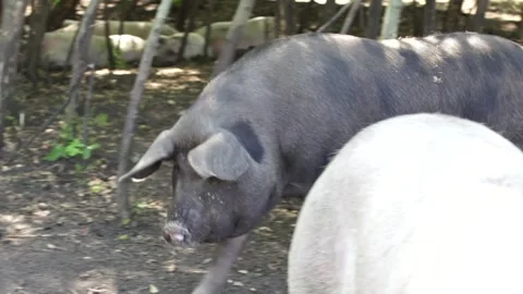 Pigs on the farm Stock Footage 265070650
