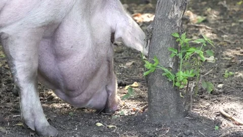 Pigs on the farm Stock Footage 265070656
