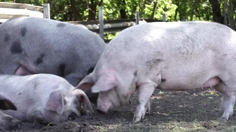 Pigs on the farm Stock Footage 265070802