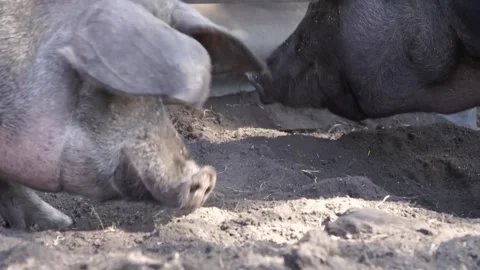 Pigs on the farm Stock Footage 265070915
