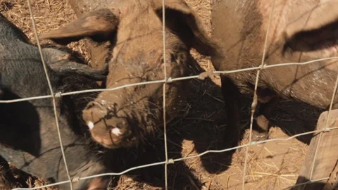 PIGS ON THE FARM Stock Footage 306696064