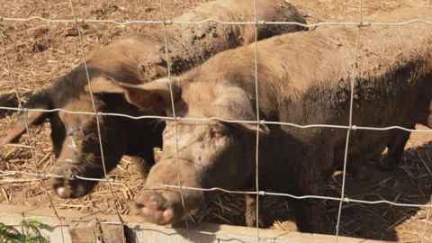 PIGS ON THE FARM Video stock 306696079