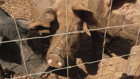 PIGS ON THE FARM Video stock 306696080