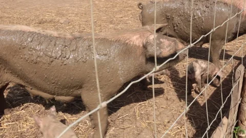 PIGS ON THE FARM Video stock 306696185