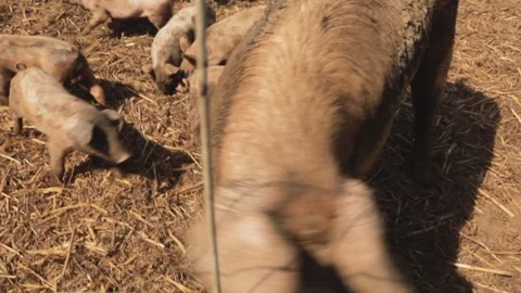 PIGS ON THE FARM Video stock 306696186