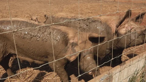 PIGS ON THE FARM Video stock 306696196