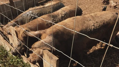 PIGS ON THE FARM Video stock 306696218