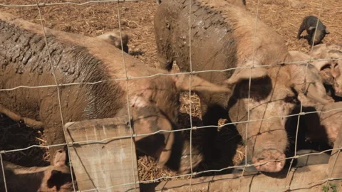 PIGS IN A FARM Video stock 306696283