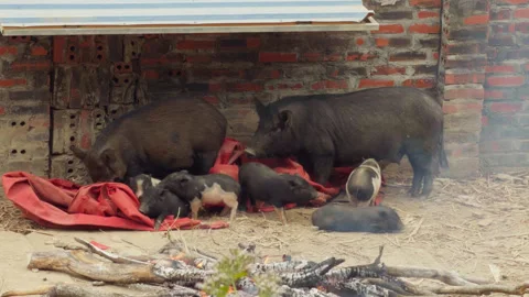 Pigs in a farm Видео 344154998