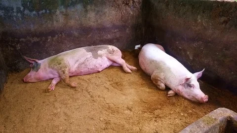 Pigs on a farm on Java Indonesia 動画素材 84239648