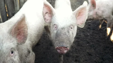 Pigs on a farm in the mud Stock Footage 234786764