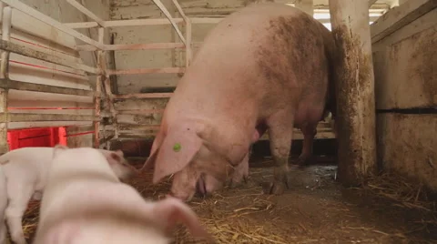 Pigs on the farm, open farm Stock Footage 64556760