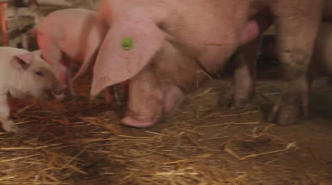 Pigs on the farm, open farm Stock Footage 64557121