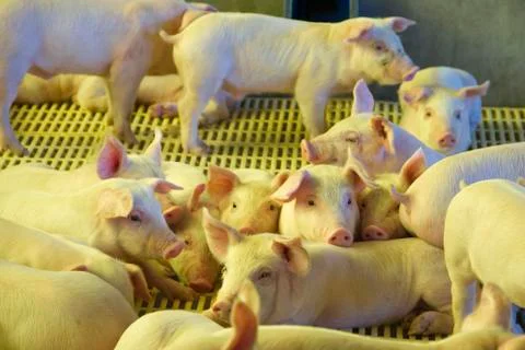 Pigs farm Foto stock