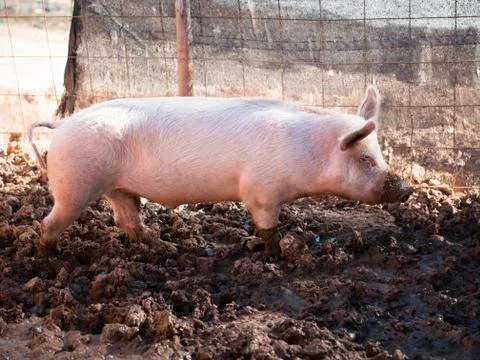 Pigs in farm Stock Photos