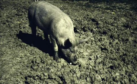 Pigs on farm Stock Photos