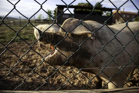 Pigs on farm Foto stock