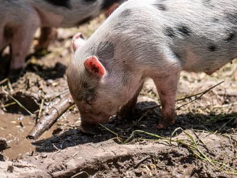 Pigs in a farm Foto stock