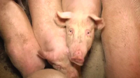 Pigs on the farm small Video stock 61128235
