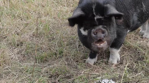 Pigs on a Farm Yard Stock Footage 42130868