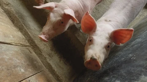 Pigs in farming Video stock 91109498