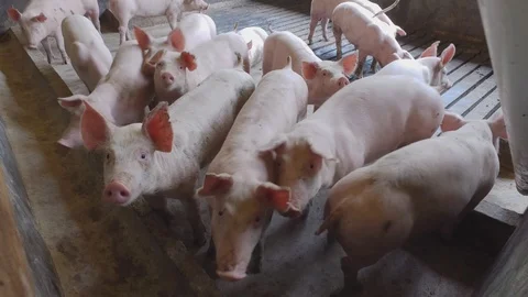 Pigs in farming 库存影片 91109708