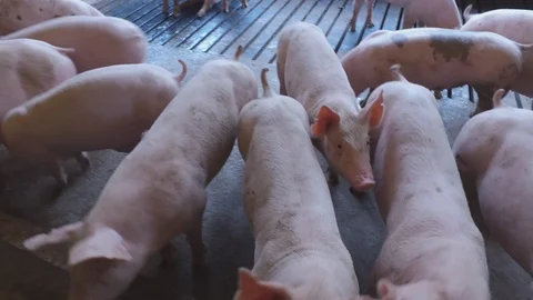 Pigs in farming Video stock 91110110
