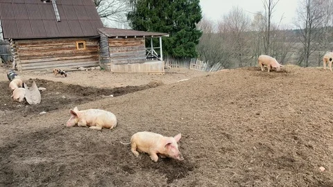Pigs Farming Stock Footage 107131611
