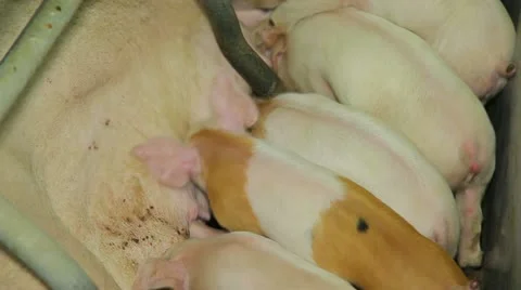 Pigs fed Vídeo Stock 11070770
