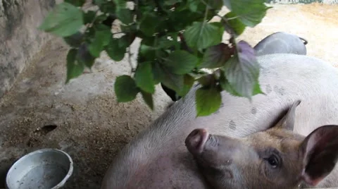 Pigs fed on leaves Stock Footage 56081156