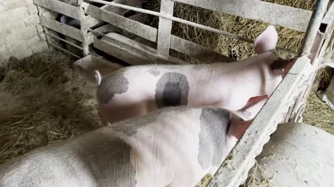 Pigs feeding in a barn, camera pans to reveal their playful interaction and Stock Footage 336795244
