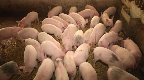 Pigs . Feeding. Breeding Stock Footage 65836291