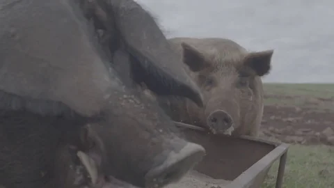 Pigs feeding on a farm Stock Footage 73880066