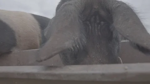 Pigs feeding on a farm Stock Footage 73880357