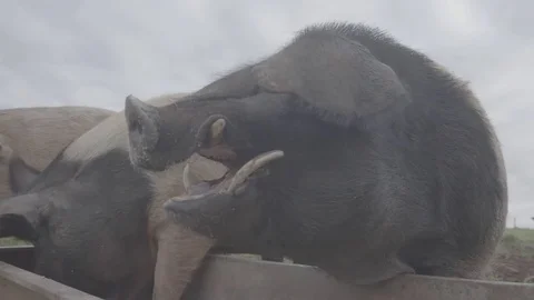 Pigs feeding on a farm Stock Footage 73880447