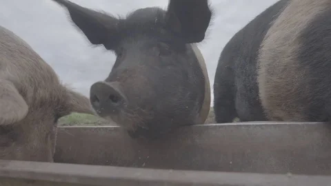 Pigs feeding on a farm Stock Footage 73880490