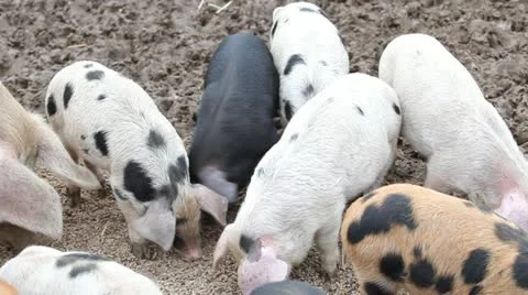Pigs feeding Stock Footage 21031756