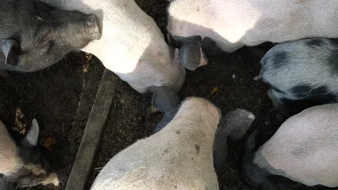Pigs feeding Stock Footage 97241221