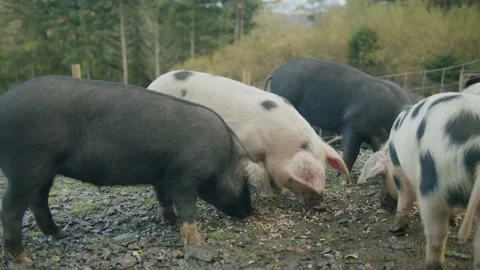 Pigs feeding Stock Footage 203904301