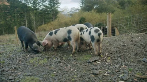 Pigs feeding Stock Footage 203904708