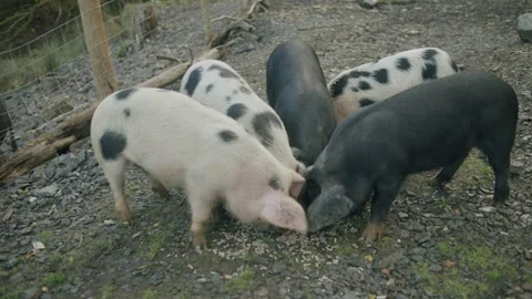 Pigs feeding Stock Footage 203904723