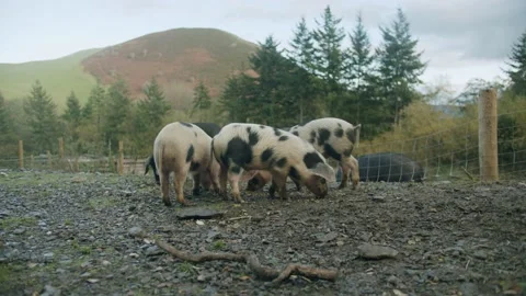 Pigs feeding Stock Footage 203906240