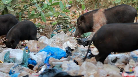 Pigs feeding in trash Видео 38929498
