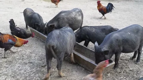 Pigs feeding from a trough in a pen Video stock 274496894
