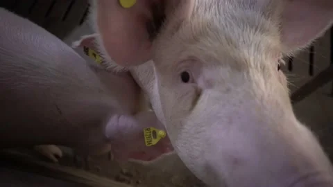 Pigs feedlot Stock Footage 153550640